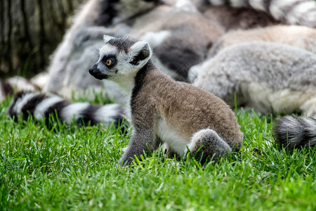 在Fuengirola生物公园的环尾勒穆尔斯Lemur图片