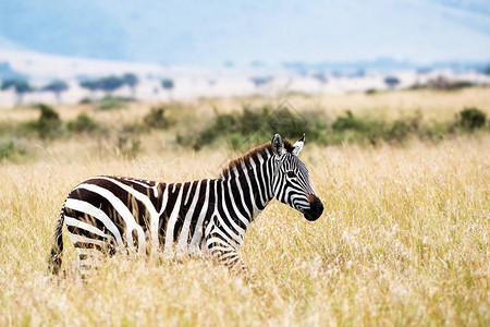 一个斑马穿过肯尼亚非洲长高草图片
