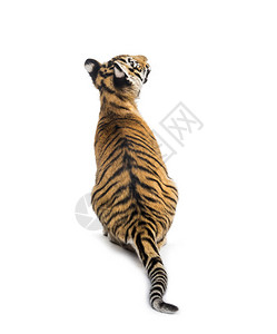 在一个两月大的老虎幼崽上坐在白色背景图片
