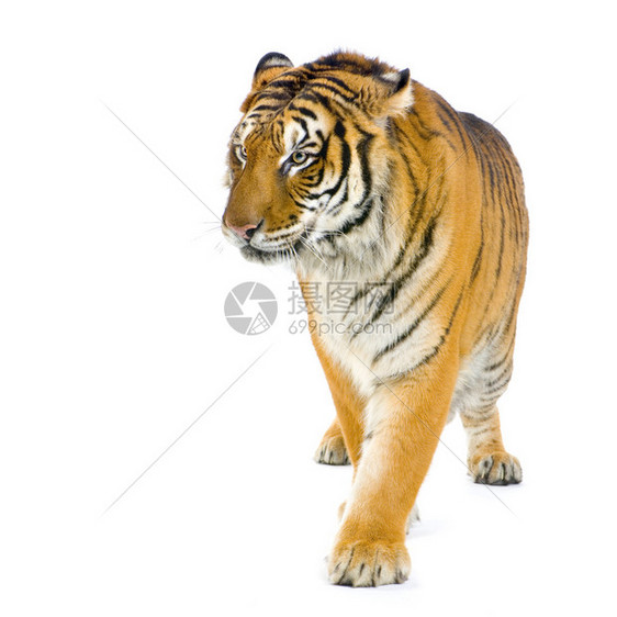 走在白色背景前面的老虎图片