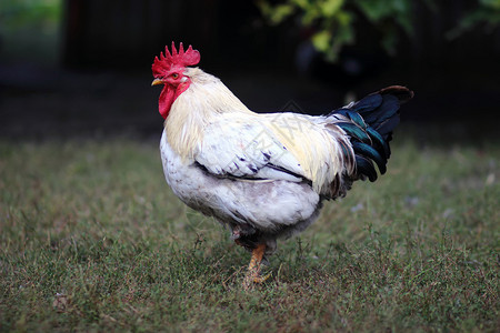 一条纹白色和黑羽毛公鸡站在一条腿上的照片图片
