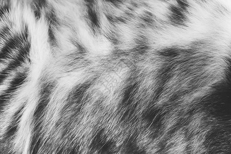 背景条纹的猫毛羊毛合紧图片