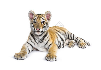 两个月大的老虎幼崽躺在白色图片