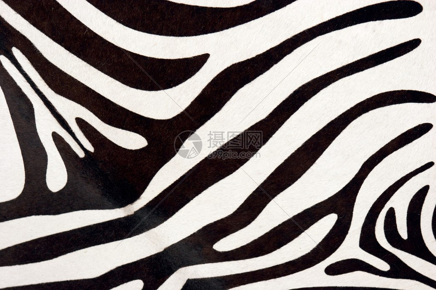 斑马的黑白条纹图片