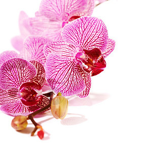 粉红色的兰花蝴蝶兰美丽的粉红色花朵分支兰花的热图片