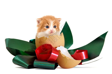 圣诞时在鸡蛋壳里的小可爱小猫在图片