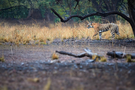 孟加拉虎底格里斯虎野虎在印度拉贾斯坦邦兰坦博尔公园干燥森林的典型环境中行走野生孟加拉虎在雨中印度的图片