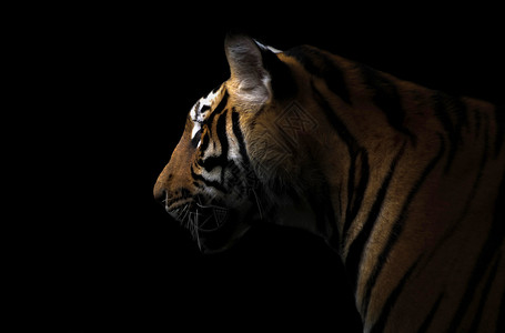 黑虎虾仁黑夜中的孟加拉虎背景