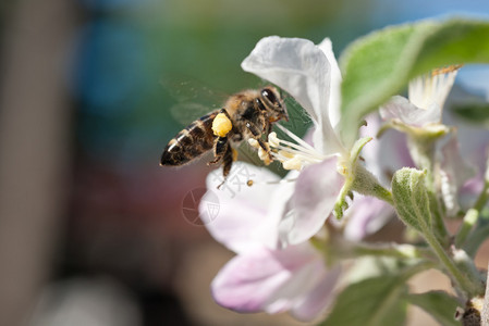 春天苹果开花的蜜蜂图片