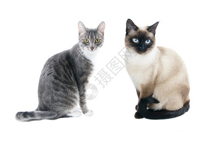 银灰色虎斑家猫和海豹点暹罗猫背景图片