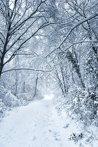 意大利北部森林中的雪状背景图片