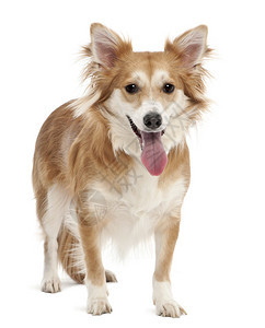 2岁的混合品种狗在白色背景图片