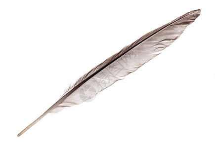 孤立在白色背景上的深灰色羽毛背景图片