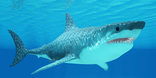 大白鲨可以活70年以上长8米或26英尺图片