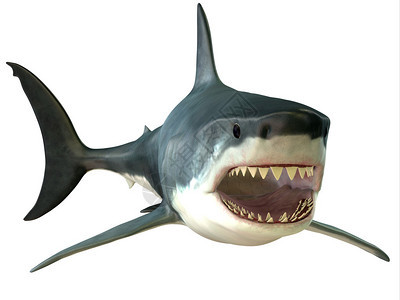 大白鲨是一个顶级捕食者图片
