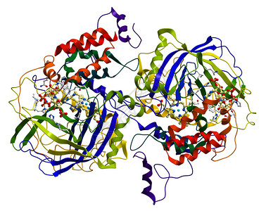 酶催化酶生物体中一种非常重图片