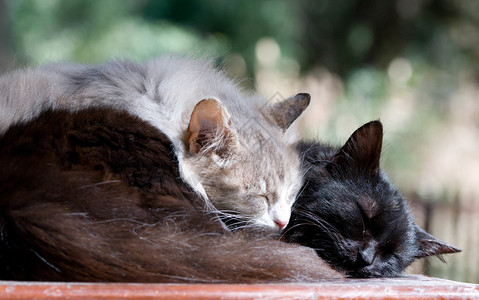 白黑懒猫睡觉爱与关爱的概图片