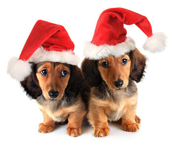 戴着圣诞老人帽子的圣诞腊肠小狗图片
