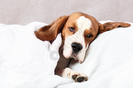 毯子下病得很重的狗图片