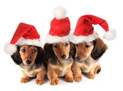 戴着圣诞帽的圣诞腊肠小狗图片