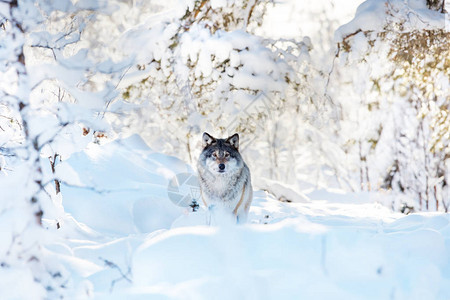 一只大狼在寒冬日站在树林里地上和图片