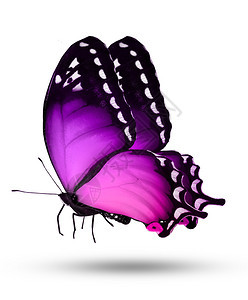 白色背景上的紫蝴蝶背景图片