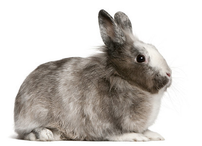 兔子11个月大坐在白图片