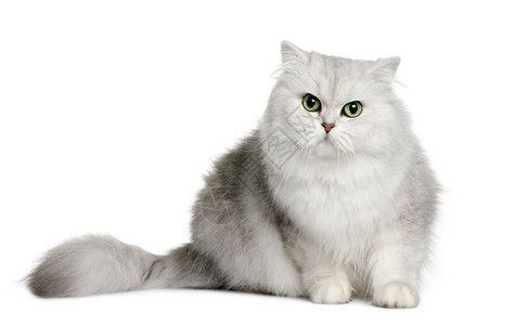 英国长头发猫3岁坐在白色前的图片
