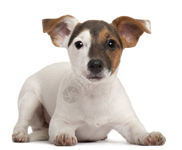 JackRussellTerrier小狗图片