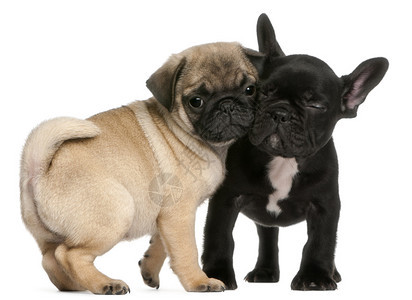 八周大的Pug小狗和法国牛犬小狗在白人图片