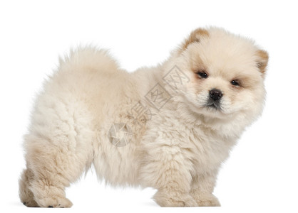 11周大的chow小狗在白色图片素材