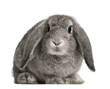 法式兔子图片