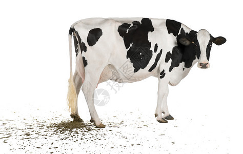 5岁的荷斯坦牛便在白色图片