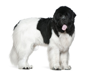 纽芬兰狗16个月大站在白色背图片