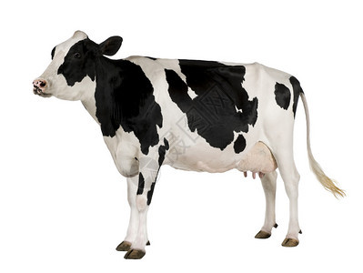 荷斯坦牛5岁站在白图片