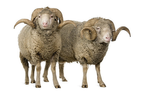 两只海绵羊公羊站在白图片