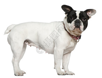 法国斗牛犬年龄1岁半站在白图片