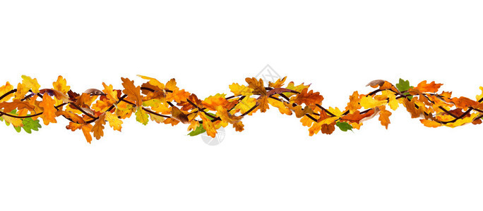 白色背景上秋季橡树叶的水平无缝图案图片