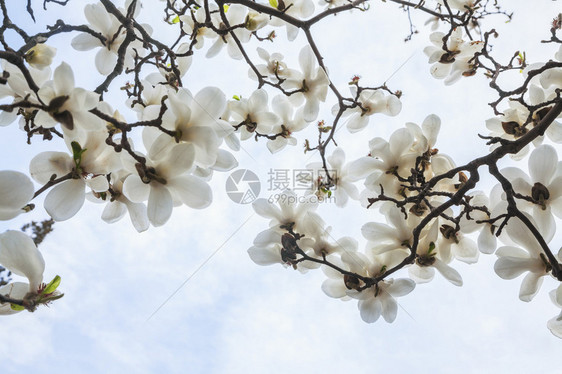 白玉兰花特写镜头图片