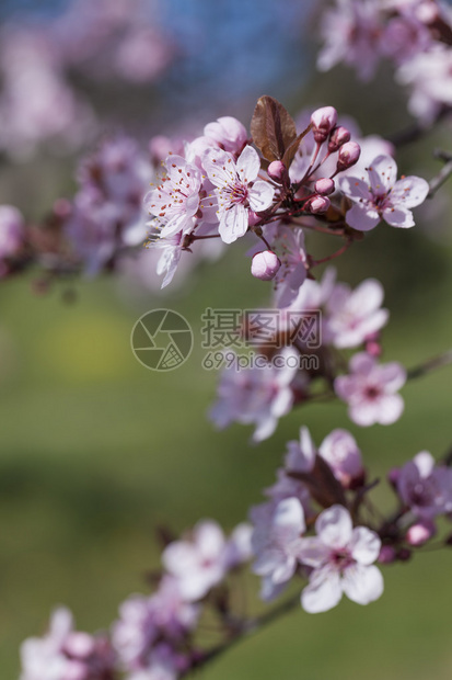 绿地背景前的樱花花枝图片