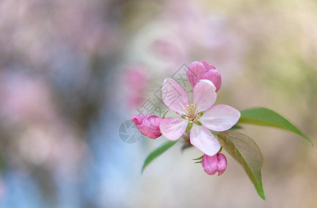 粉红花朵特写图片