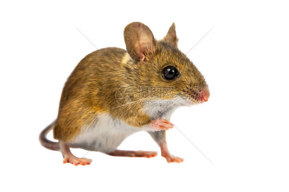 好奇的年轻伍德小鼠Apodemus图片