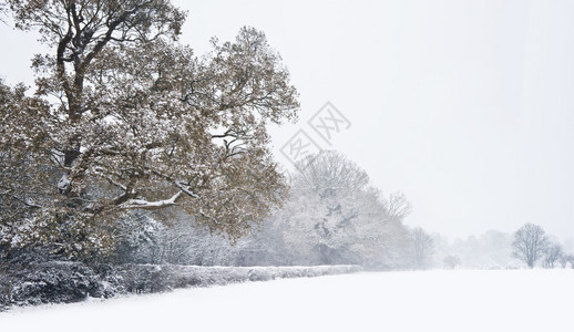 美丽的冬季森林积雪场景图片