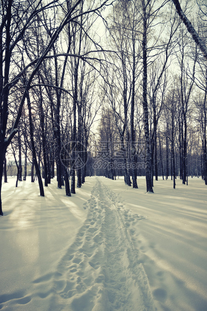 美丽的冬季森林雪景图片