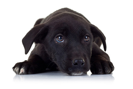 一只黑色小流浪狗的悲伤眼神背景图片
