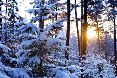 日落时被雪覆盖的云杉树的冬季景观图片