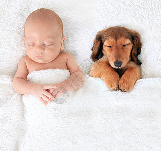 与腊肠小狗一起睡觉的新生婴儿图片