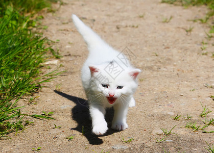 大自然中可爱的白色小猫图片