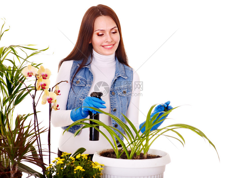 在家照看室内植物的女人图片