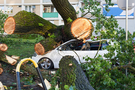 暴风雨后被倒树压倒的白色客车图片